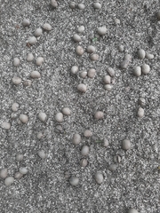 Coscinium fenestratum