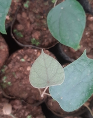 Coscinium fenestratum