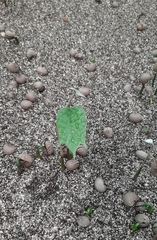 Coscinium fenestratum