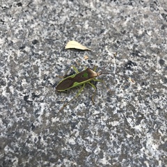 Homoeocerus walkerianus