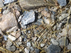 Aphaenogaster boulderensis