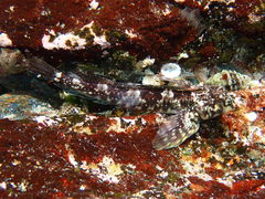 Lepidoblennius haplodactylus