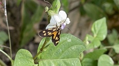 Zeuxippa formosa