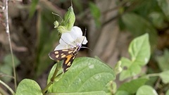 Zeuxippa formosa