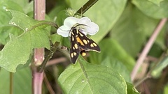 Zeuxippa formosa