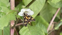 Zeuxippa formosa