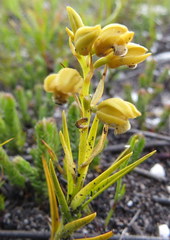 Eulophia ustulata