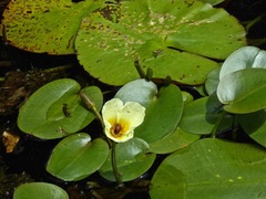 Hydrocleys nymphoides