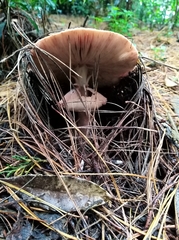 Amanita brunneolocularis