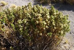 Baccharis tola