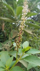 Phytolacca heterotepala image