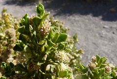 Baccharis tola