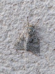 Polymixis