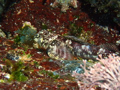 Lepidoblennius haplodactylus