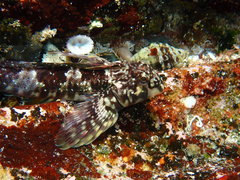 Lepidoblennius haplodactylus