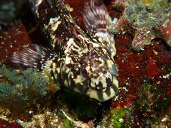 Lepidoblennius haplodactylus