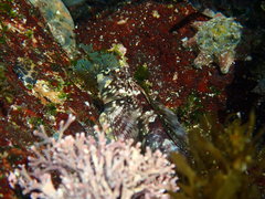 Lepidoblennius haplodactylus