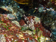 Lepidoblennius haplodactylus