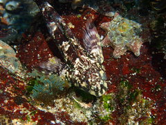 Lepidoblennius haplodactylus