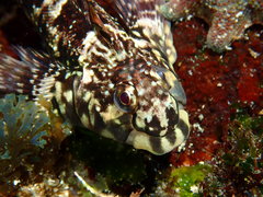 Lepidoblennius haplodactylus