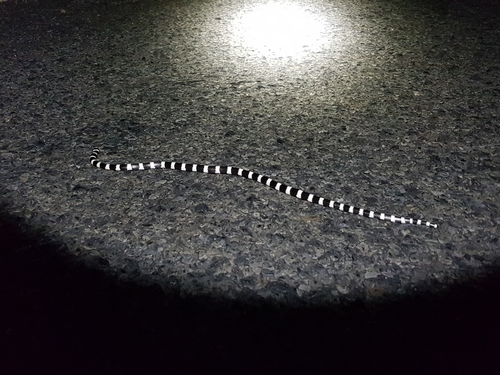 Eastern Bandy Bandy sighting