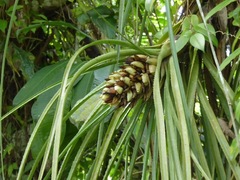 Aechmea longifolia