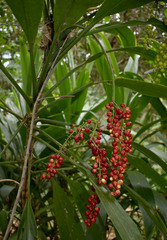 Cordyline manners-suttoniae