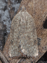 Meritastis umbrosa