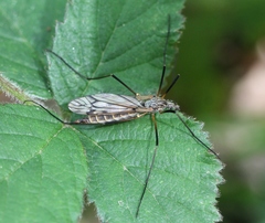 Tipula varipennis