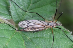 Tipula varipennis