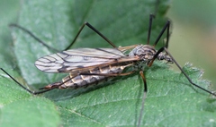 Tipula varipennis