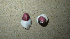 Megabalanus tintinnabulum