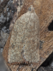 Meritastis umbrosa