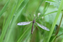 Tipula vittata