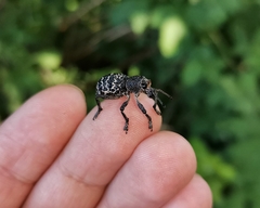 Aegorhinus superciliosus