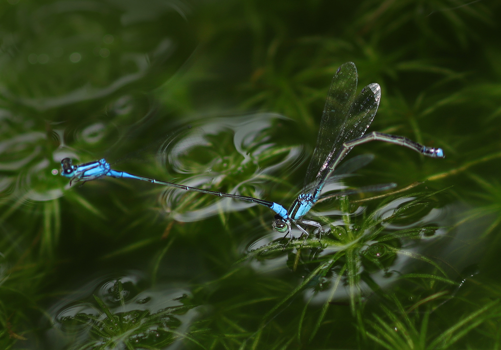 Xiphiagrion cyanomelas