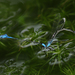 Xiphiagrion cyanomelas - Photo (c) Bali Wildlife, some rights reserved (CC BY-NC), uploaded by Bali Wildlife