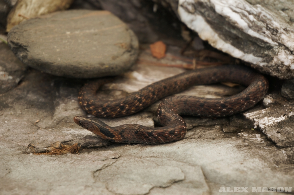 Assam Mountain Snake