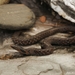 Assam Mountain Snake - Photo (c) Alexander Gregory Mason, some rights reserved (CC BY-NC), uploaded by Alexander Gregory Mason