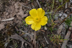 Ranunculus robertsonii