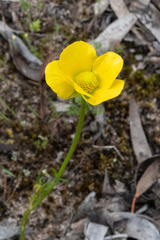 Ranunculus robertsonii
