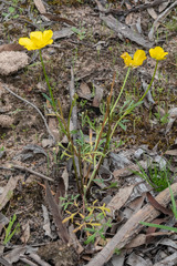 Ranunculus robertsonii