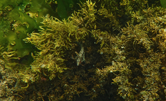 Heteroclinus eckloniae