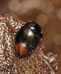 Cercyon ustulatus