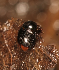 Cercyon ustulatus