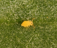 Deuterosminthurus pallipes