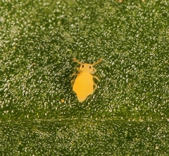 Deuterosminthurus pallipes