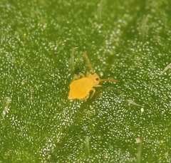 Deuterosminthurus pallipes