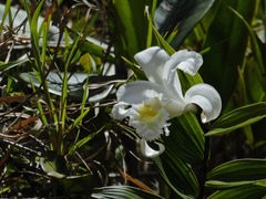 Sobralia virginalis