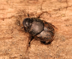 Onthophagus similis